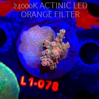 Acropora Jason Fox B33 BOMBER Acro (16.03.2026) L1-078  5cm