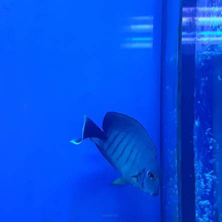 Acanthurus pyroferus rozmiar 6cm
