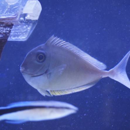 Naso brevirostris rozmiar 13cm