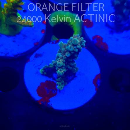 Acropora sp. AUSTRALIA (20.03.2025) L1-II-29  5cm
