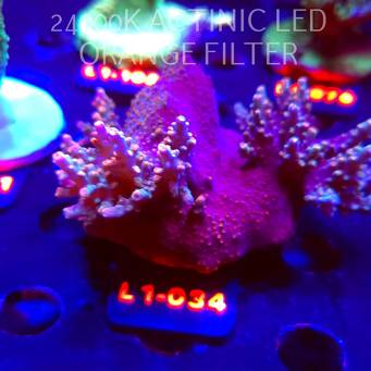 Acropora sp. AUSTRALIA  (14.03.2026) L1-034  8cm