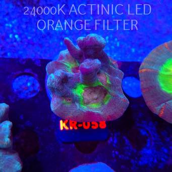  Pectinia alcicornis RAINBOW (23.11.2025) KR-058  6cm PAR80