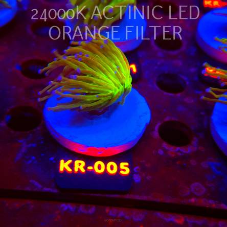 Euphyllia glabrescens TG TOXIC JOKER TORCH (01.09.2026) KR-005