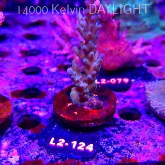 Acropora sp. AUSTRALIA (17.03.2026) L2-124  8cm