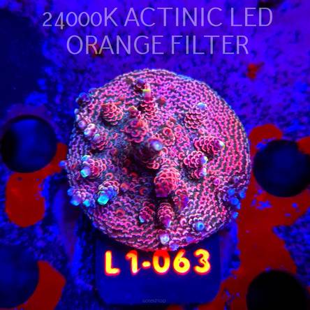 Acropora MILLEPORA PINK (16.03.2026) L1-063  5cm