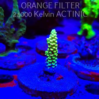Acropora sp. AUSTRALIA (24.05.2025) L2-III-11  4cm