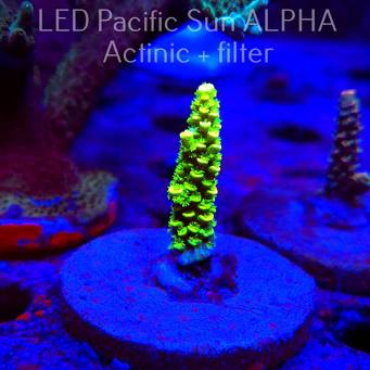 Acropora sp. AUSTRALIA (19.01.2025) L2-III-11  4cm