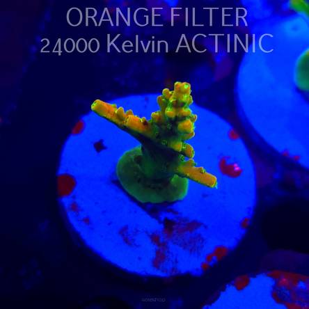 Acropora GOLD FEVER (20.03.2025) L1-II-1  5cm