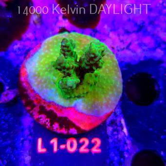 Acropora YELLOW PRINCESS (16.03.2026) L1-022  5cm
