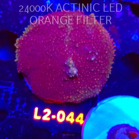 Acropora sp. AUSTRALIA (18.03.2026) L2-044  5cm