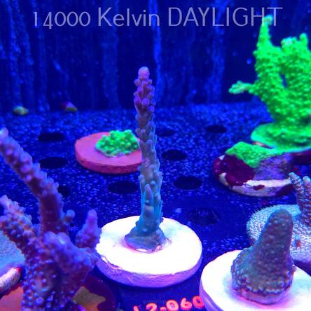 Acropora sp. AUSTRALIA (16.11.2025) L2-060  9cm