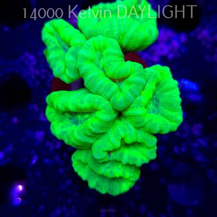 Caulastrea furcata (01.09.2025)  7P