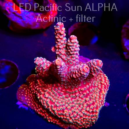 Acropora spathulata PINK PASSION (10.07.2024) MM6-II-3  4cm