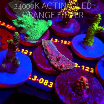 Acropora sp. PREMIUM AUSTRALIA (11.09.2026) L3-083  6cm