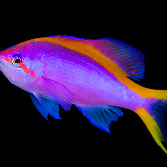 Pseudanthias tuka 4-5 cm