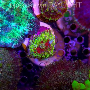  Rhodactis RAINBOW (02.06.2025)  2cm
