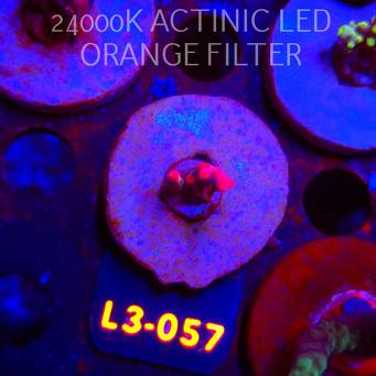 Acropora JMC PINK DREAM (04.01.2026) L3-057  2cm