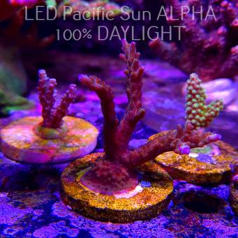Acropora sp. AUSTRALIA (02.02.2025) L3-III-9  8cm