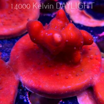 Blue Ridge Coral - Heliopora coerulea - Blue Fire Coral (06.05.2025)  5cm