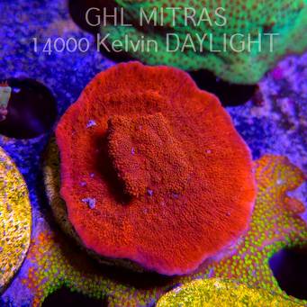 Montipora SPECIAL RED (20.02.2025) L4-I-4  5cm