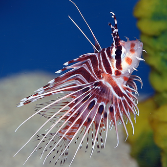 Pterois antennata skrzydlica (Ognica rogata) rozmiar 5 cm