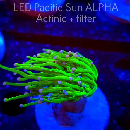 Euphyllia glabrescens CHERNOBYL BLOCK 4 (26.01.2025)