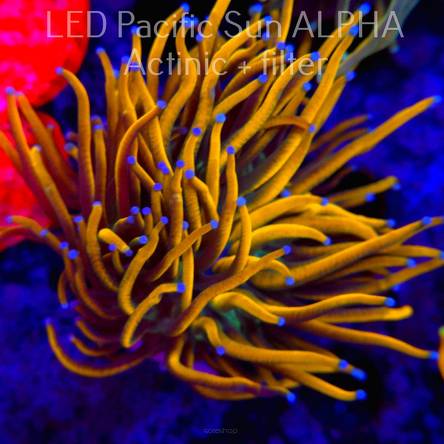  Euphyllia glabrescens MALAYSIAN GOD TORCH (22.03.2024) 1 HEAD