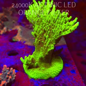 Acropora WWC Castells Banana (06.11.2025) MM1-III-32  12cm