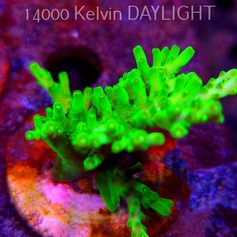 Acropora WWC Castells Banana (09.05.2025) MM1-III-32  6cm