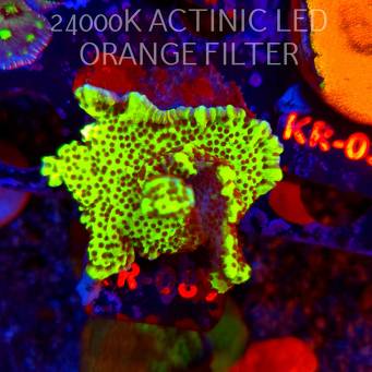 Montipora CONFUSA (21.06.2026) KR-089  5cm